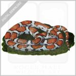 Eastern Milk Snake stock image