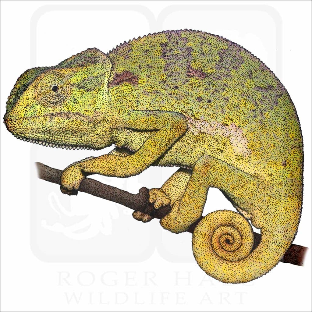Flap-Necked Chameleon - Signed Fine Art Print