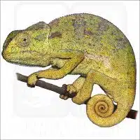 Flap-Necked Chameleon illustration