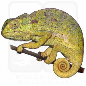 Flap-Necked Chameleon illustration