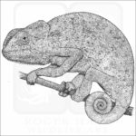 Flap-Necked Chameleon