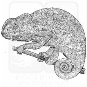 Flap-Necked Chameleon
