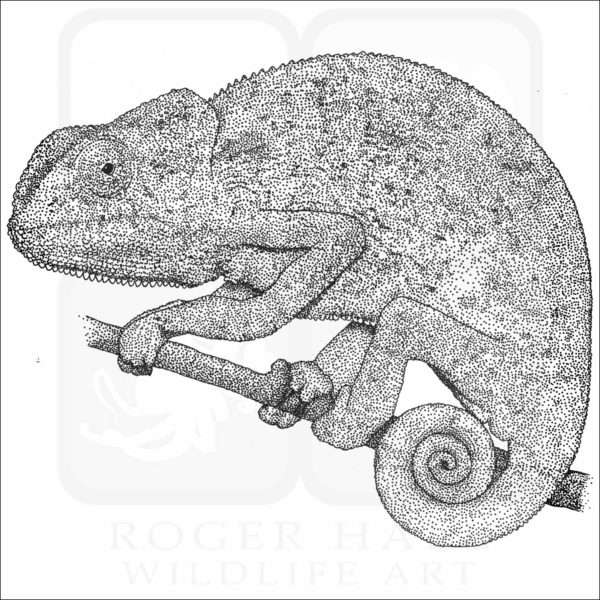 Flap-Necked Chameleon