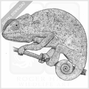 Flap-Necked Chameleon