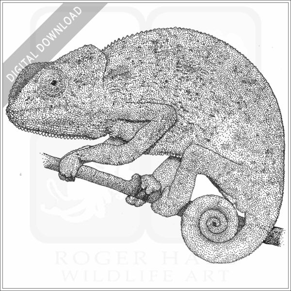 Flap-Necked Chameleon