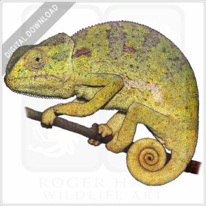Flap-Necked Chameleon stock image