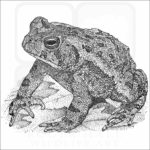 Fowler's Toad