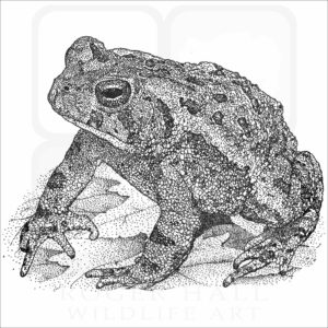 Fowler's Toad