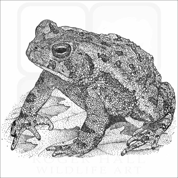 Fowler's Toad