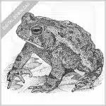 Fowler's Toad