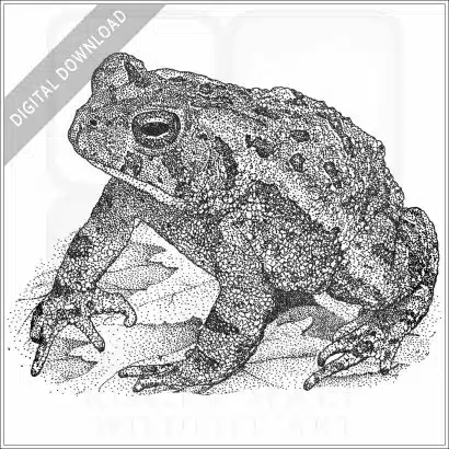 Fowler's Toad