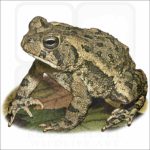 Fowler's Toad illustration