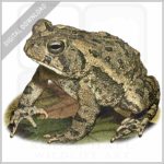 Fowler's Toad stock image