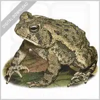 Fowler's Toad stock image