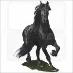 Friesian Horse illustration