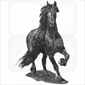 Friesian Horse