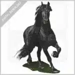 Friesian Horse stock image