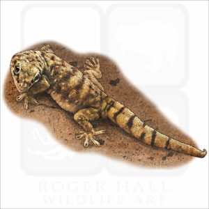 Giant Cave Gecko illustration