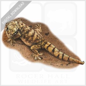 Giant Cave Gecko stock image