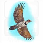 Glided Flicker illustration