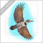 Glided Flicker stock image
