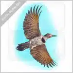 Glided Flicker stock image
