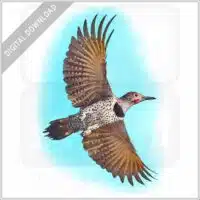 Glided Flicker stock image