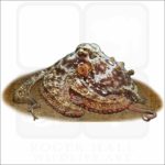 Gloomy Octopus illustration