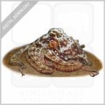 Gloomy Octopus stock image