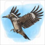 Golden-Fronted Woodpecker illustration