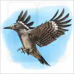 Golden-Fronted Woodpecker illustration