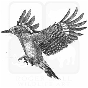 Golden-Fronted Woodpecker