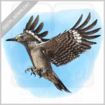 Golden-Fronted Woodpecker stock image