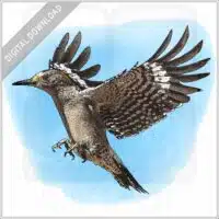 Golden-Fronted Woodpecker stock image