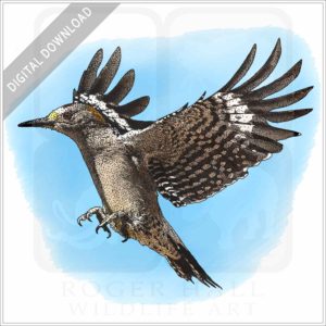 Golden-Fronted Woodpecker stock image
