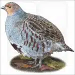 Grey Partridge illustration