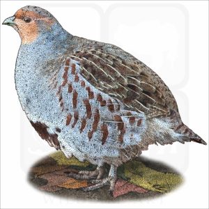 Grey Partridge illustration