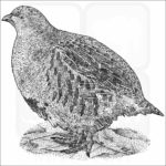 Grey Partridge