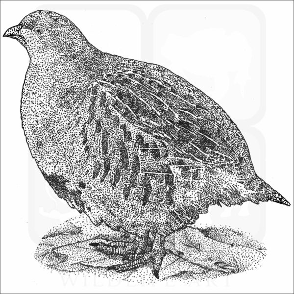 Grey Partridge