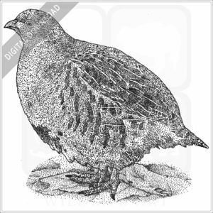 Grey Partridge