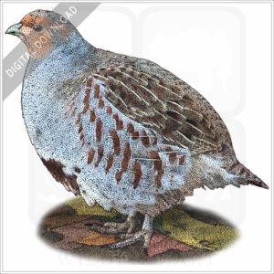 Grey Partridge stock image