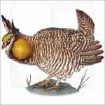 Greater Prairie Chicken illustration
