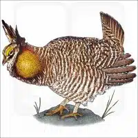 Greater Prairie Chicken illustration