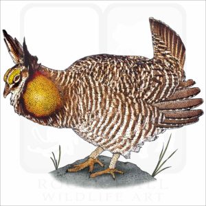 Greater Prairie Chicken illustration