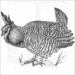 Greater Prairie Chicken
