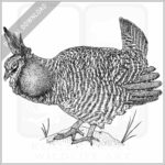 Greater Prairie Chicken