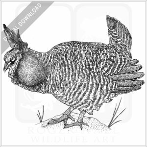 Greater Prairie Chicken