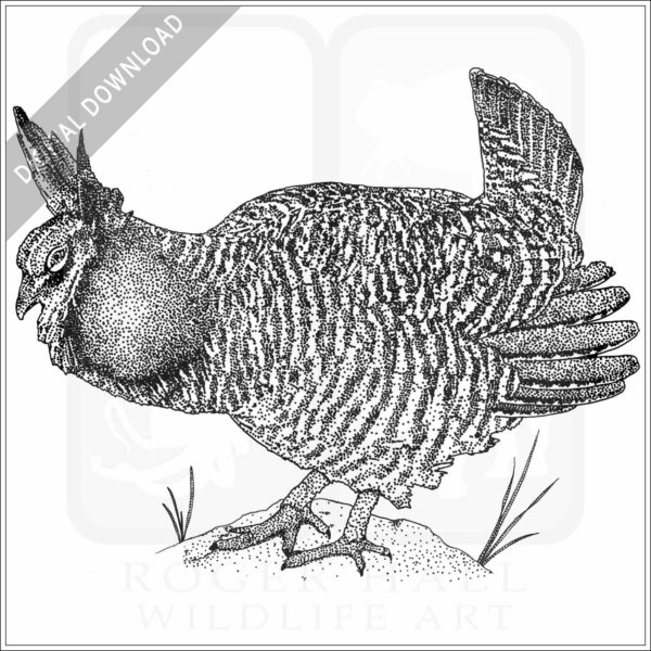 Greater Prairie Chicken