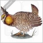 Greater Prairie Chicken stock image