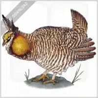 Greater Prairie Chicken stock image